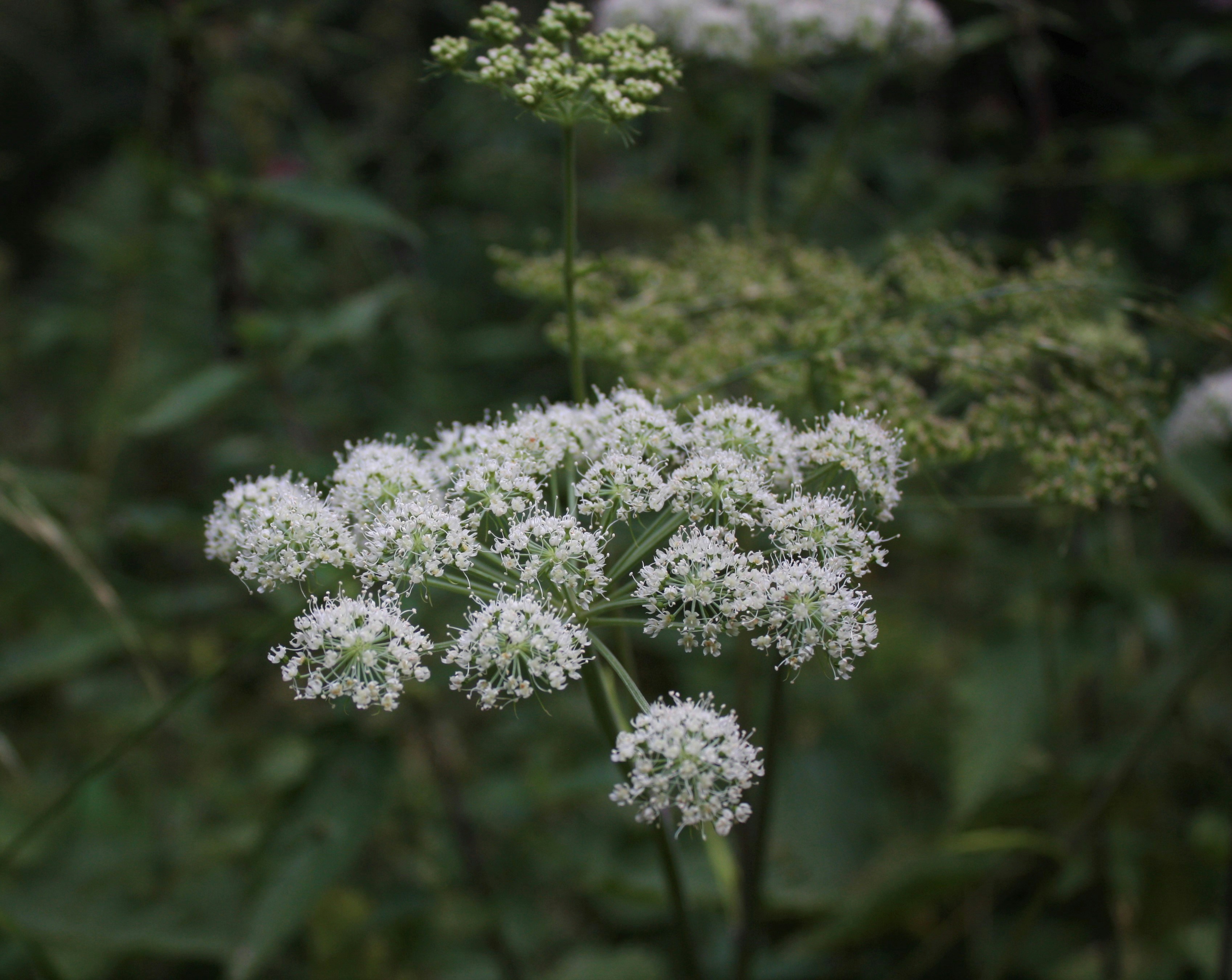Angelica Root (Angelica archangelica)