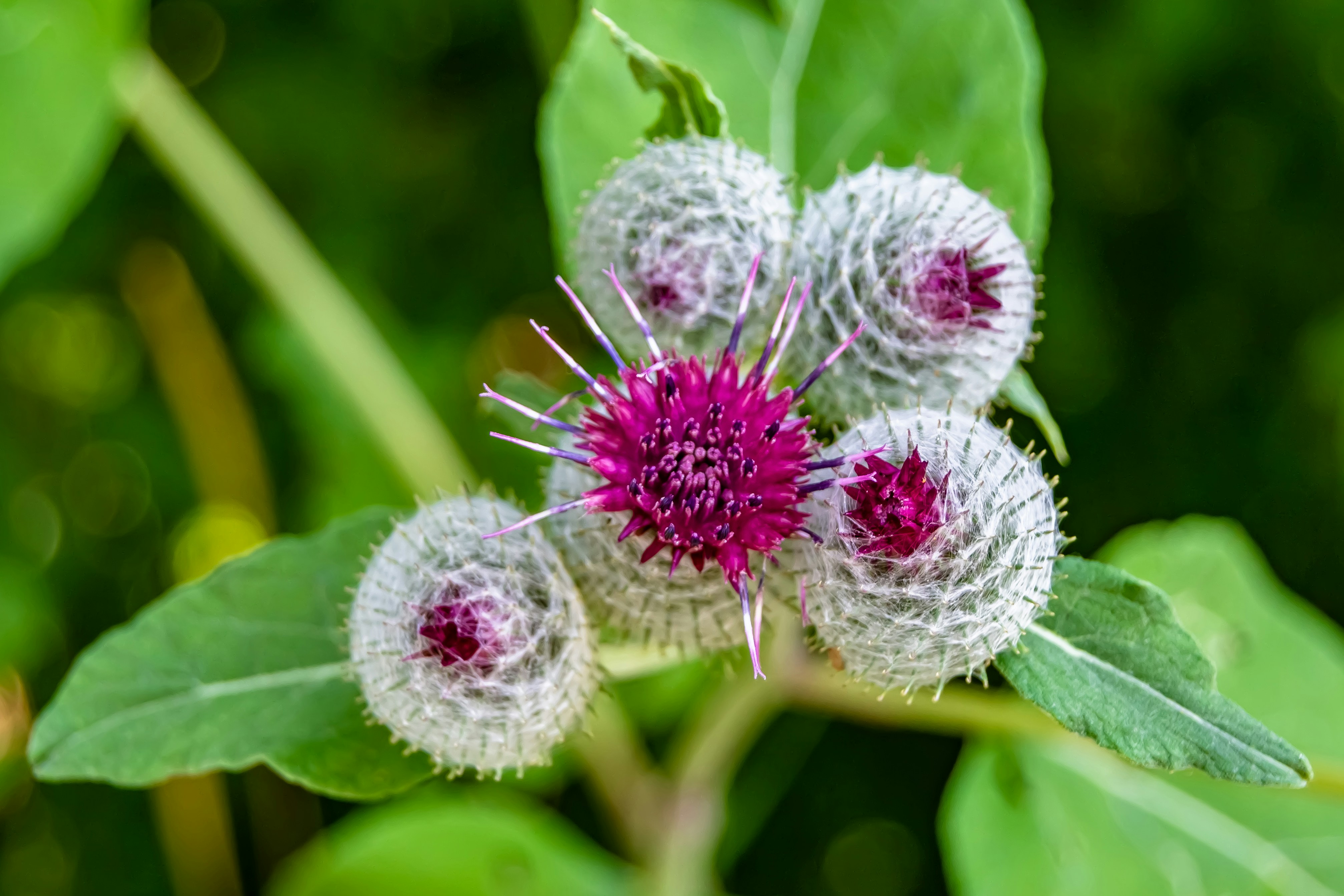 Burdock (Arctium lappa)