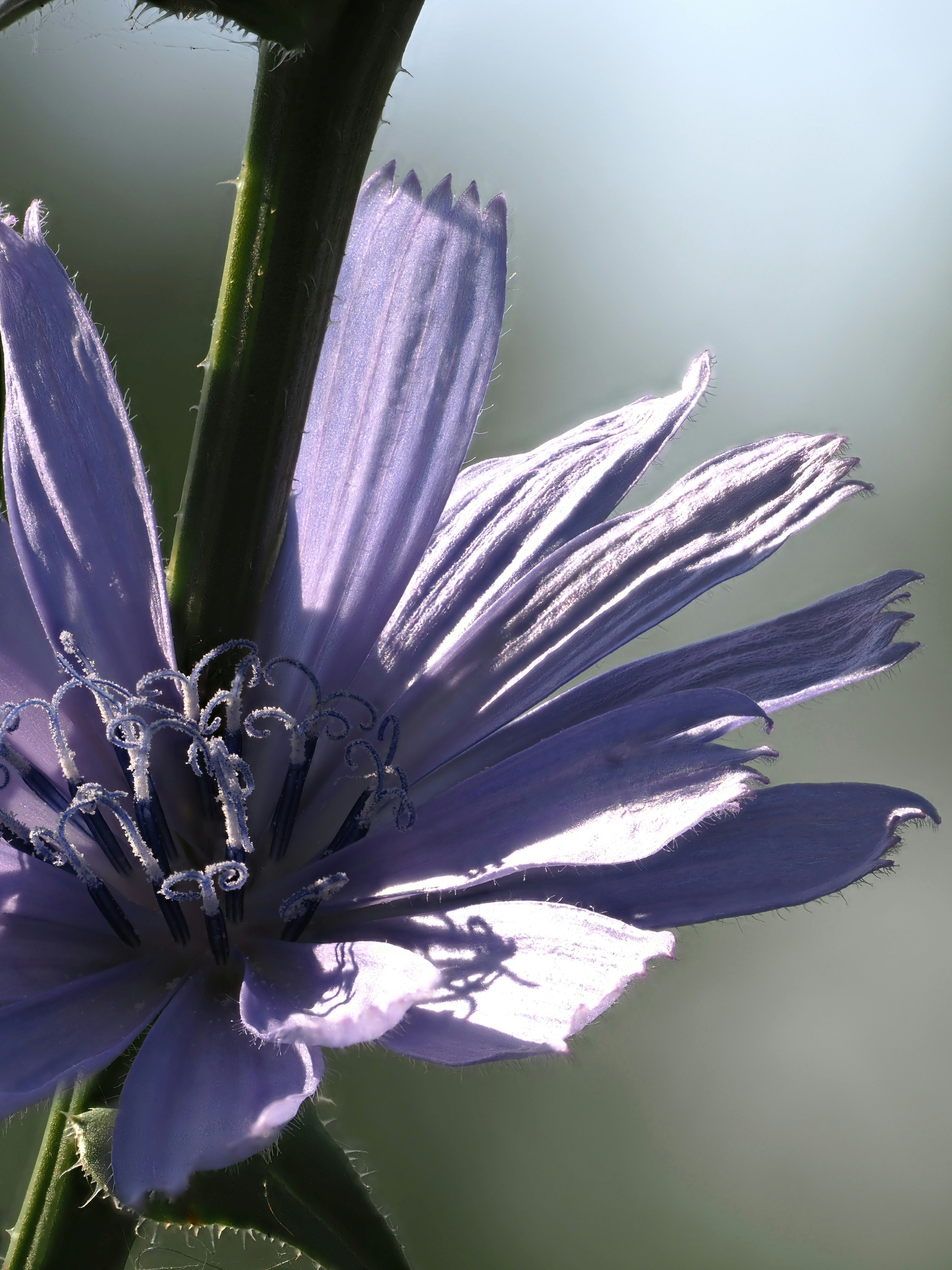 Chicory Root (Cichorium intybus)