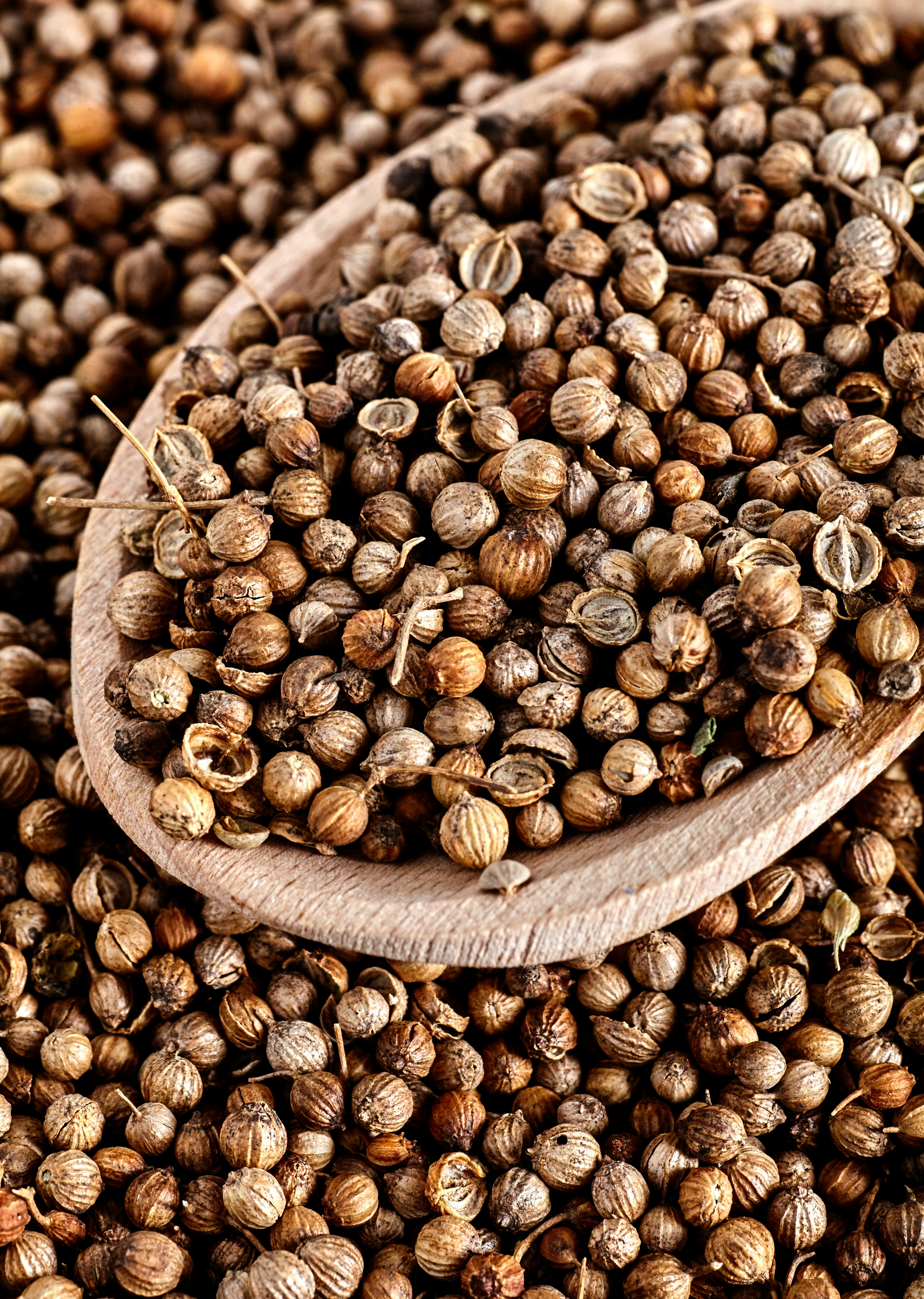 Coriander (Coriandrum sativum)