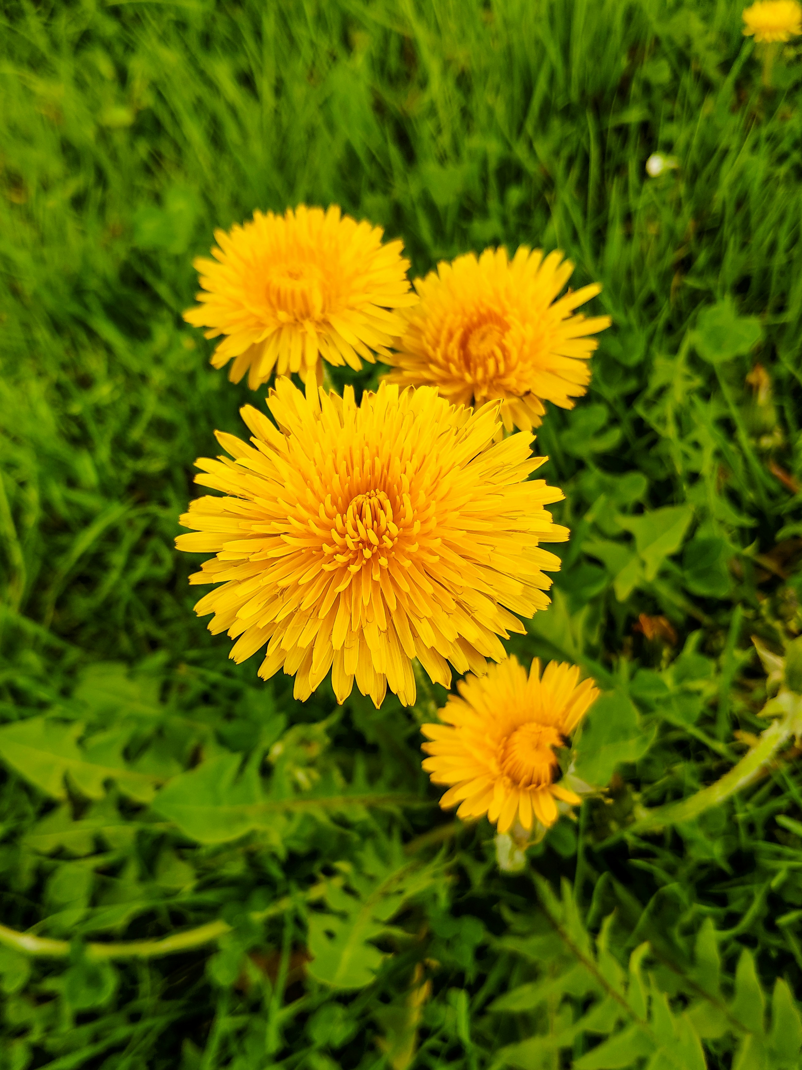 Dandelion (Taraxacum officinale)