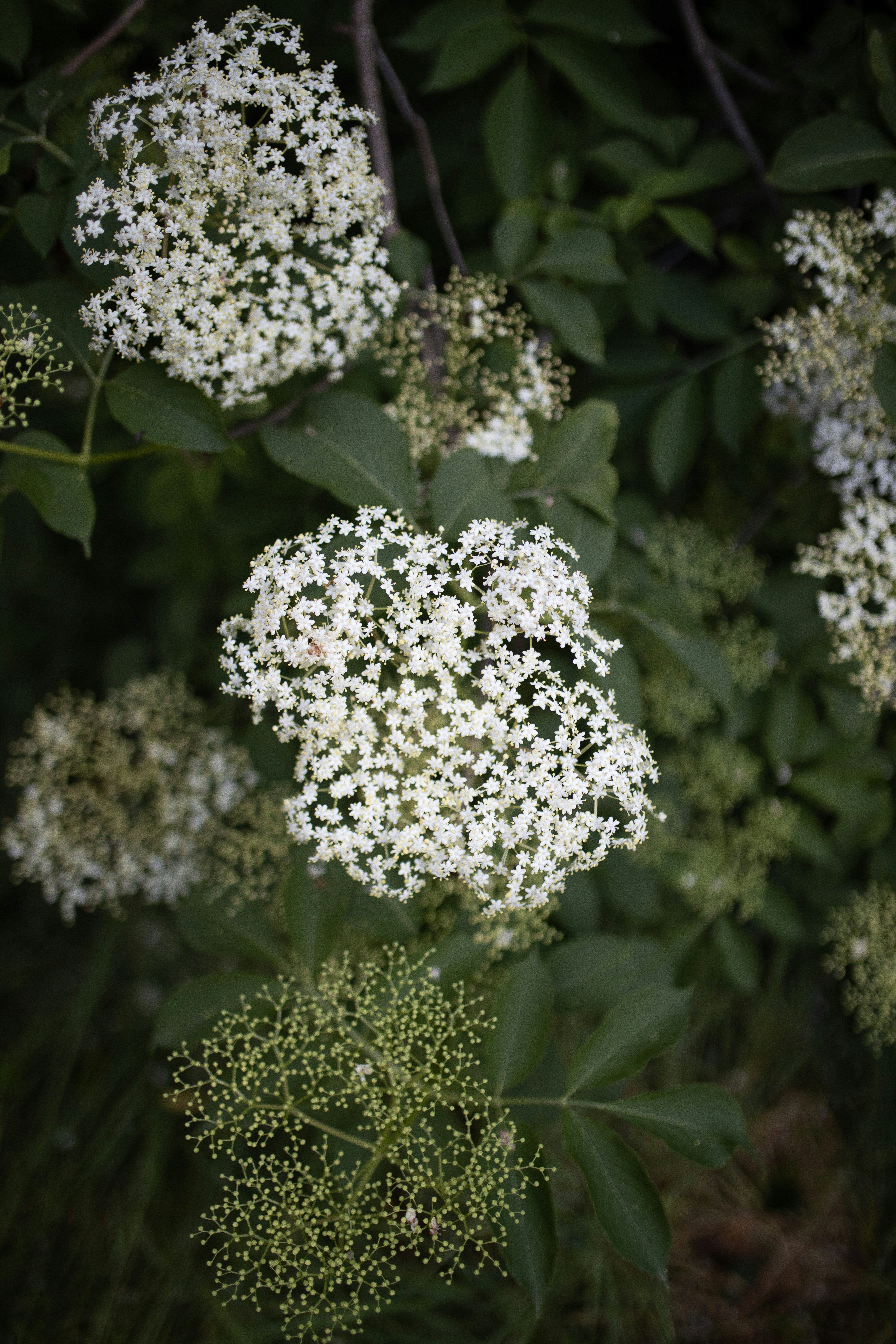 Elderflower (Sambucus nigra)