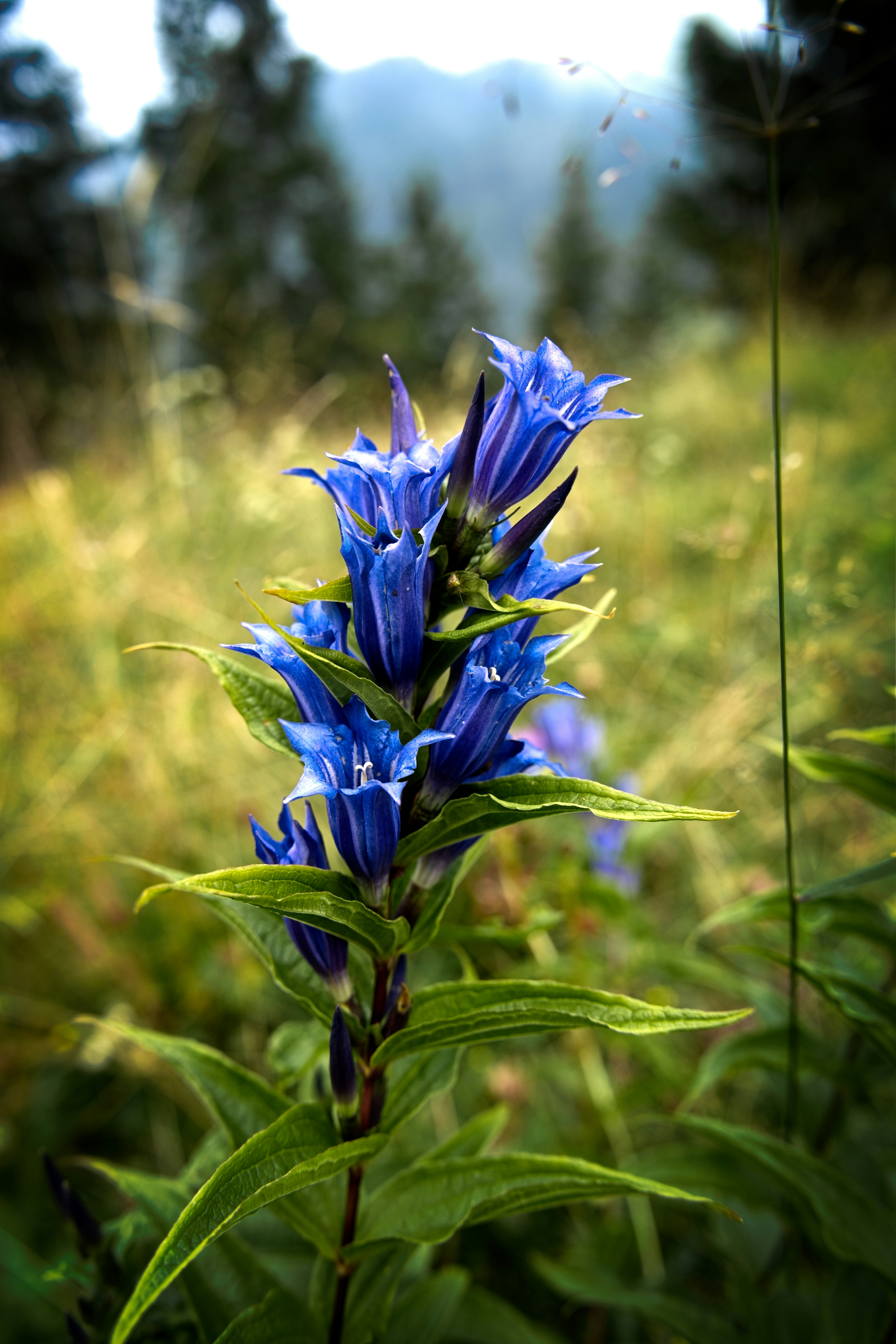 Gentian Root