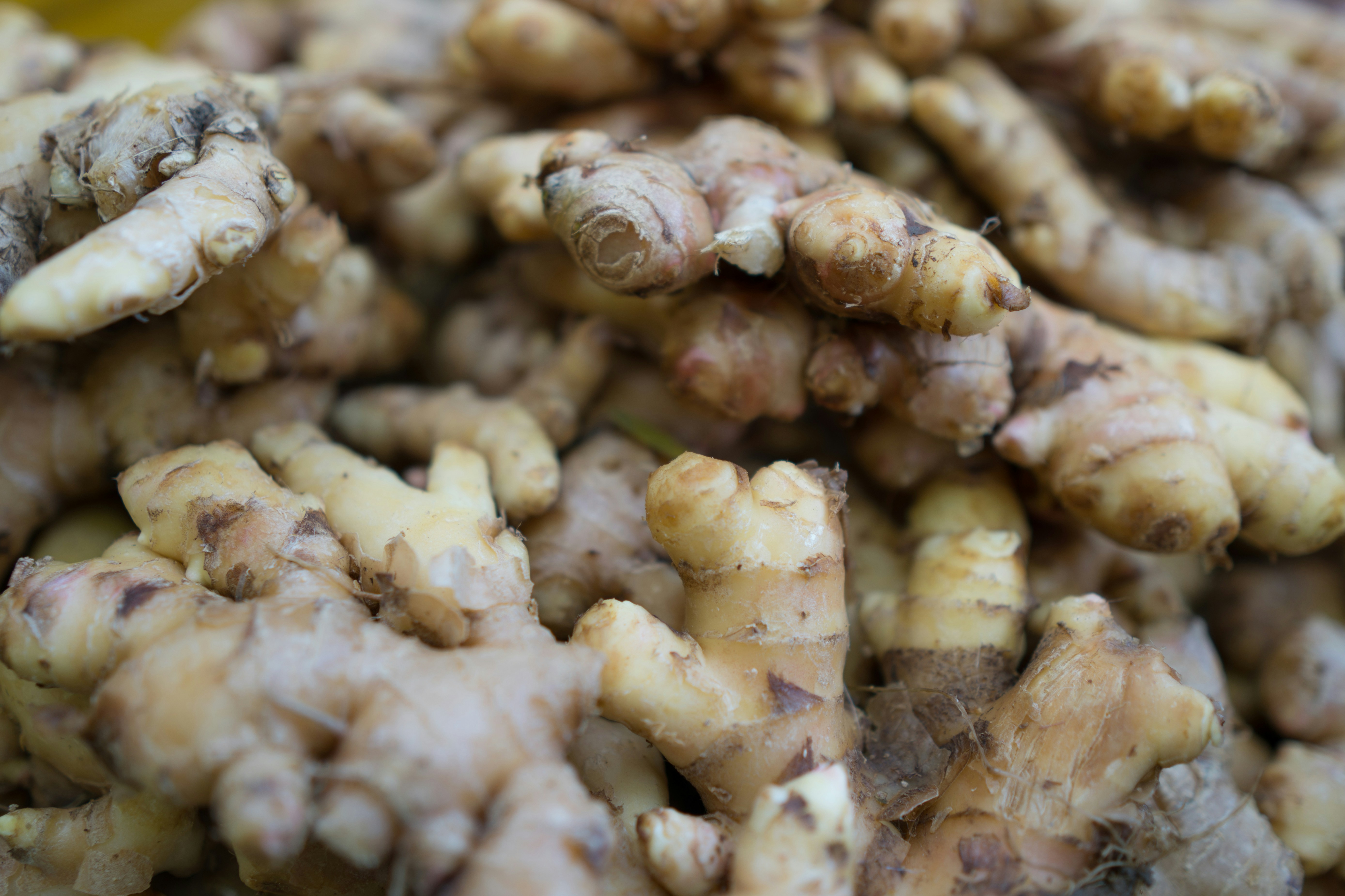 Ginger (Zingiber officinale)
