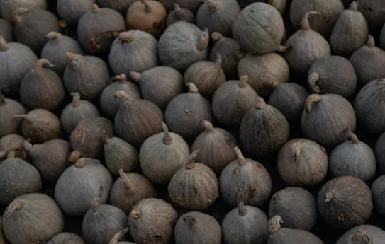 Walnut (Juglans regia)